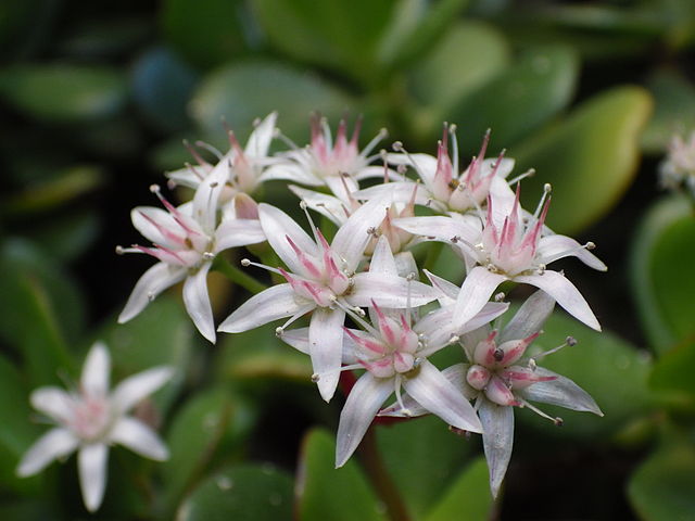 AUB Landscape Plant Database