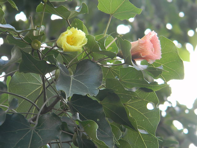 AUB Landscape Plant Database