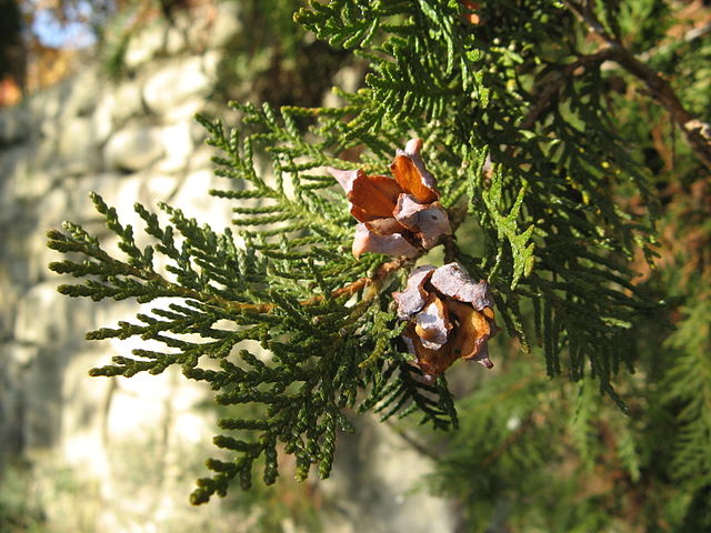 AUB Landscape Plant Database