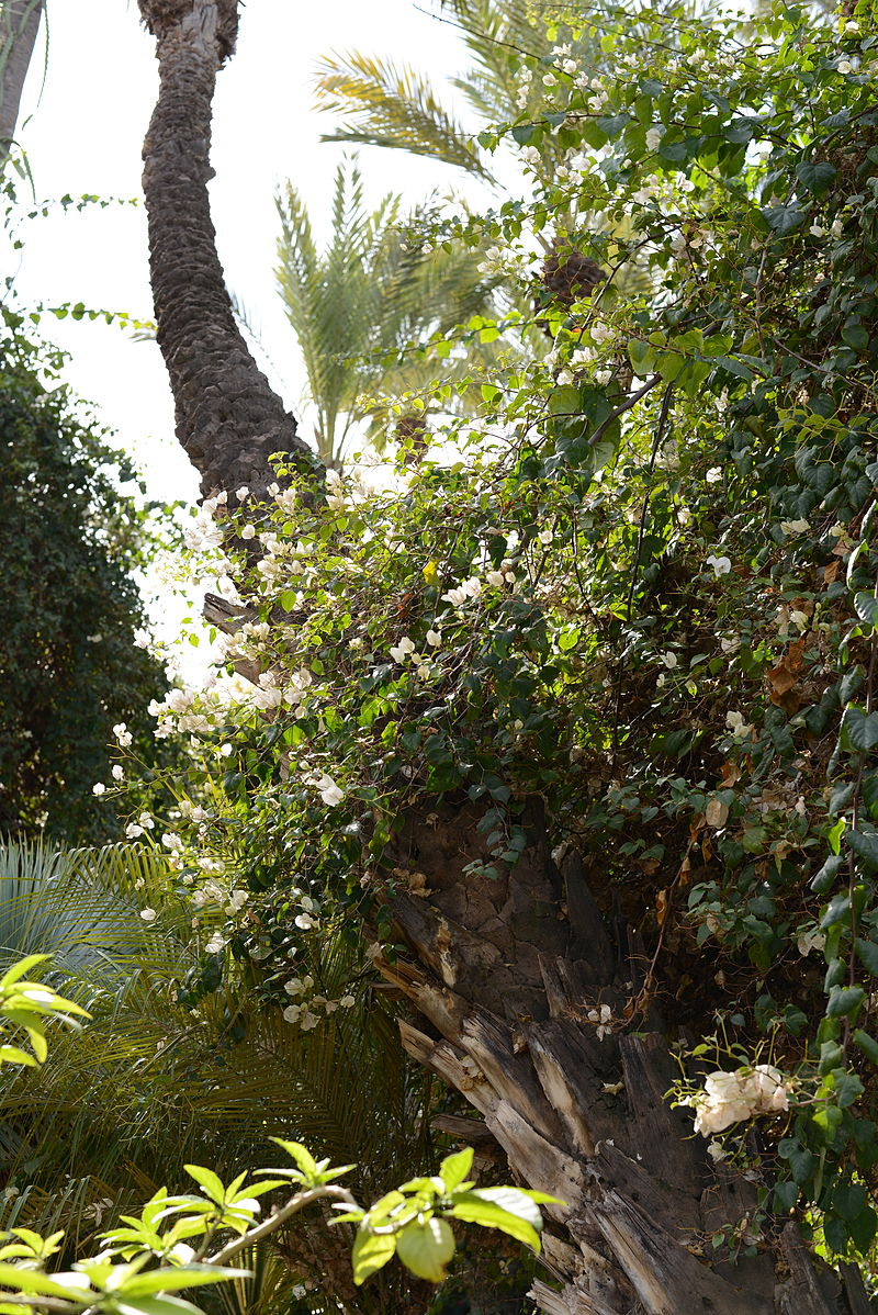 AUB Landscape Plant Database