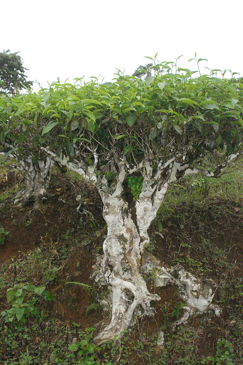 AUB Landscape Plant Database