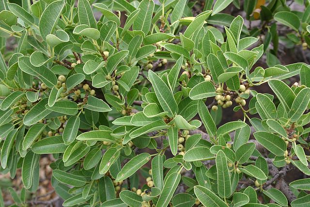 AUB Landscape Plant Database