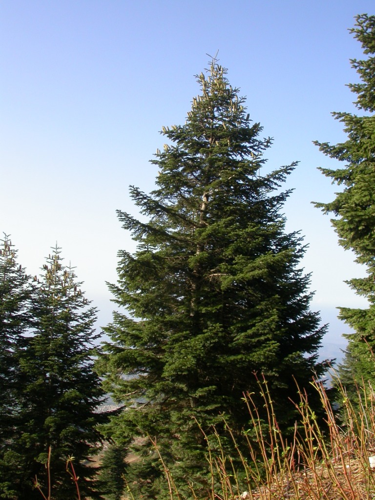 AUB Landscape Plant Database