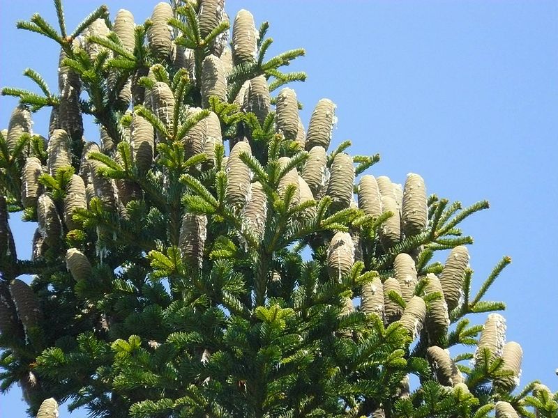 AUB Landscape Plant Database