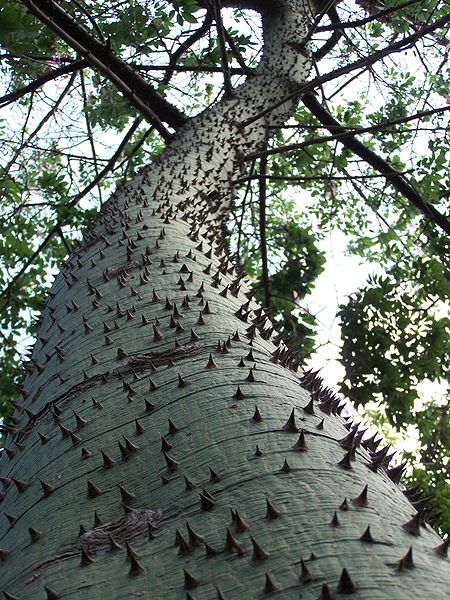 AUB Landscape Plant Database