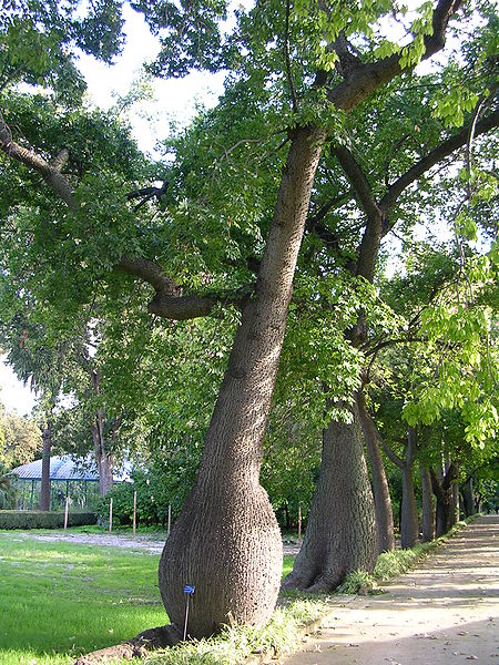 AUB Landscape Plant Database