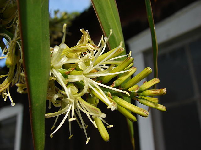 AUB Landscape Plant Database