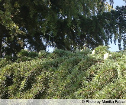 AUB Landscape Plant Database