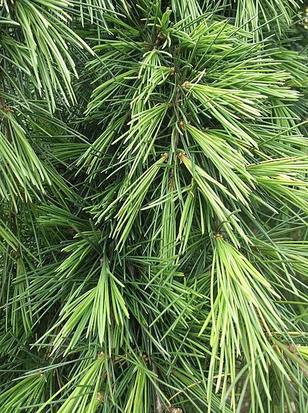 AUB Landscape Plant Database