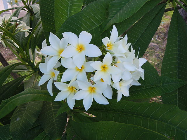 AUB Landscape Plant Database