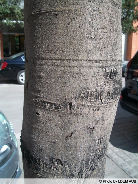 AUB Landscape Plant Database