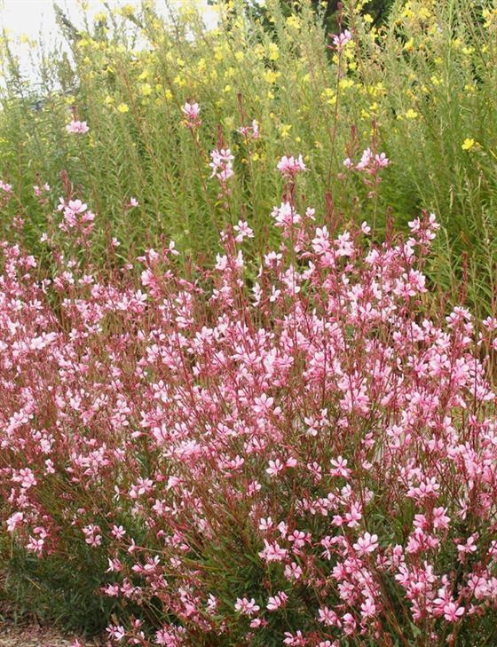AUB Landscape Plant Database