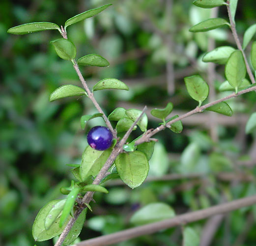 AUB Landscape Plant Database