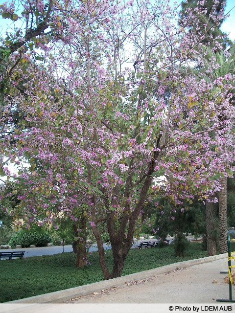 AUB Landscape Plant Database