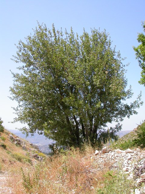 AUB Landscape Plant Database