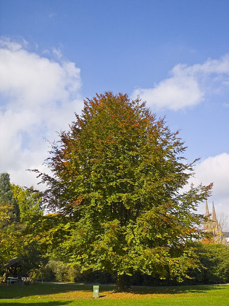 AUB Landscape Plant Database