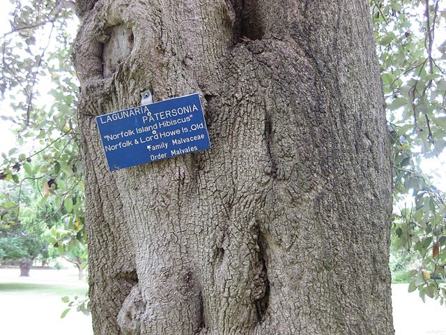 AUB Landscape Plant Database