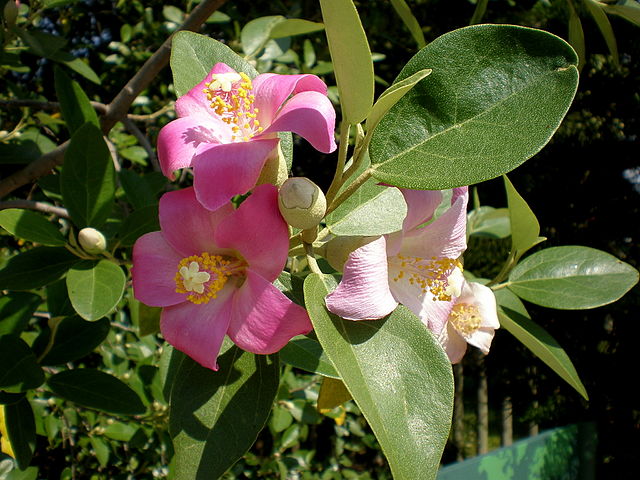 AUB Landscape Plant Database