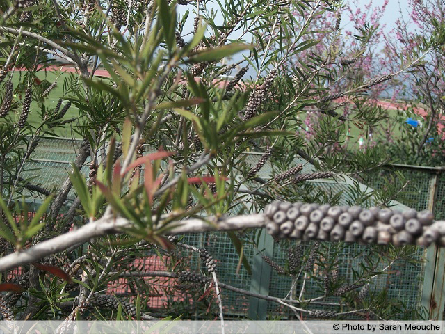 AUB Landscape Plant Database