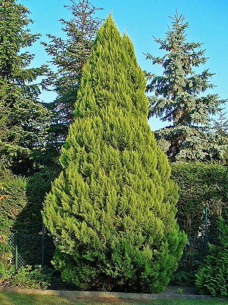 AUB Landscape Plant Database