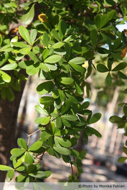 AUB Landscape Plant Database