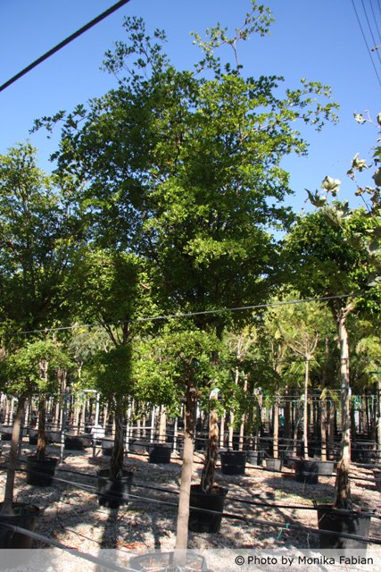 AUB Landscape Plant Database