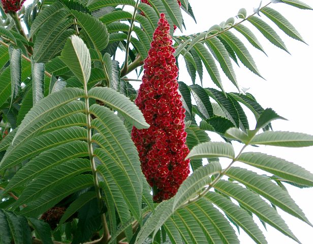 AUB Landscape Plant Database