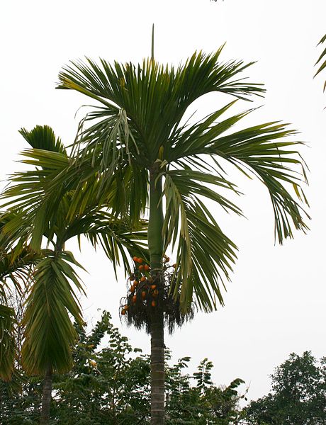 AUB Landscape Plant Database