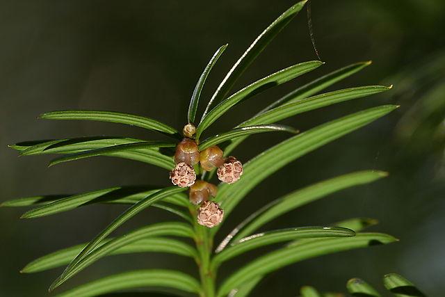 AUB Landscape Plant Database