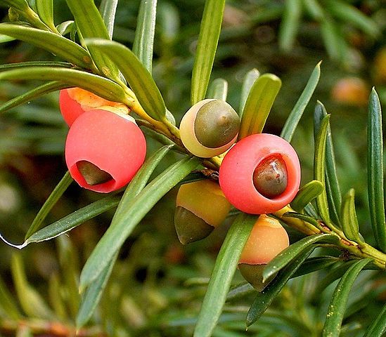 AUB Landscape Plant Database
