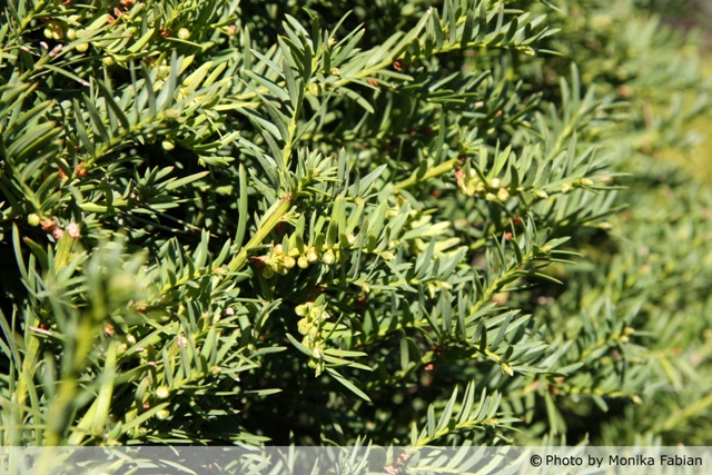 AUB Landscape Plant Database