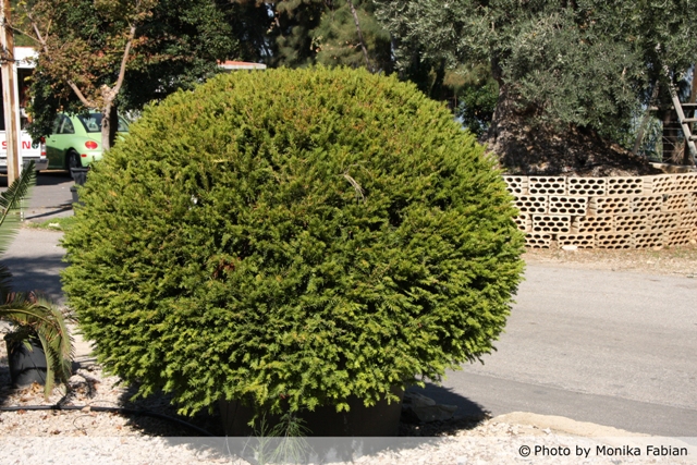 AUB Landscape Plant Database