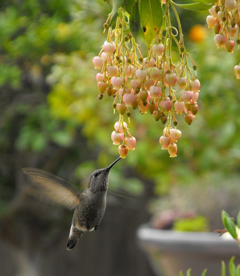 AUB Landscape Plant Database