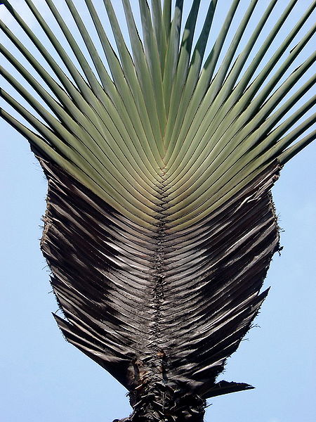 AUB Landscape Plant Database