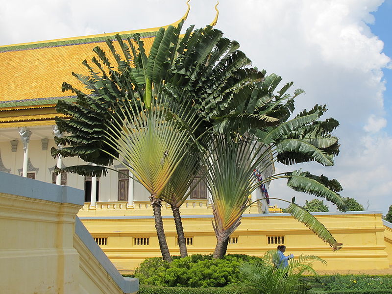 AUB Landscape Plant Database