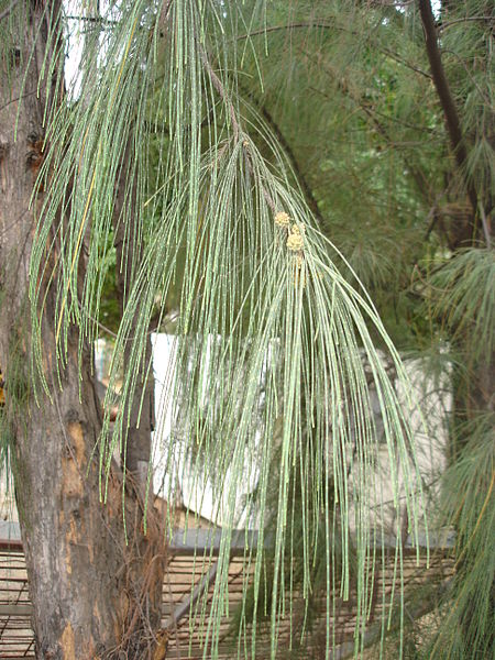AUB Landscape Plant Database
