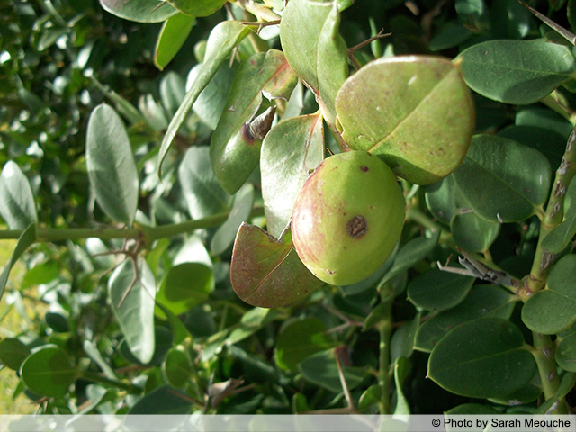 AUB Landscape Plant Database