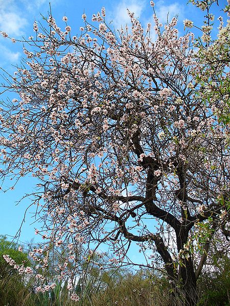 AUB Landscape Plant Database