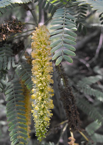 AUB Landscape Plant Database