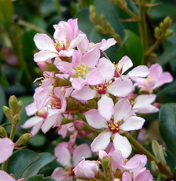 AUB Landscape Plant Database