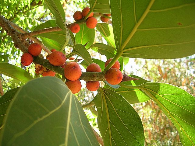 AUB Landscape Plant Database