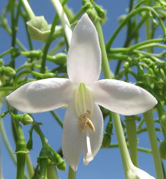 AUB Landscape Plant Database