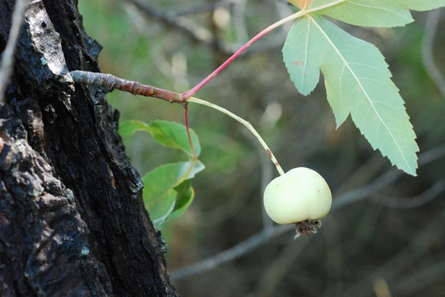 AUB Landscape Plant Database