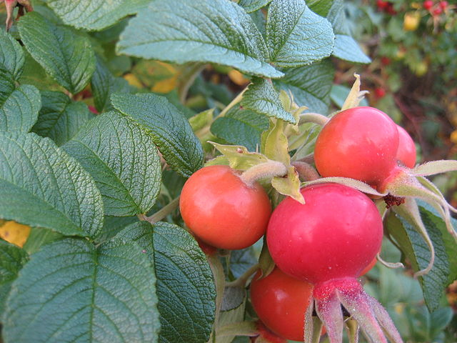 AUB Landscape Plant Database