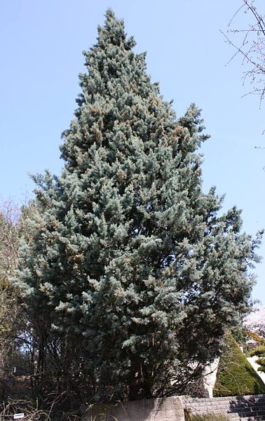 AUB Landscape Plant Database