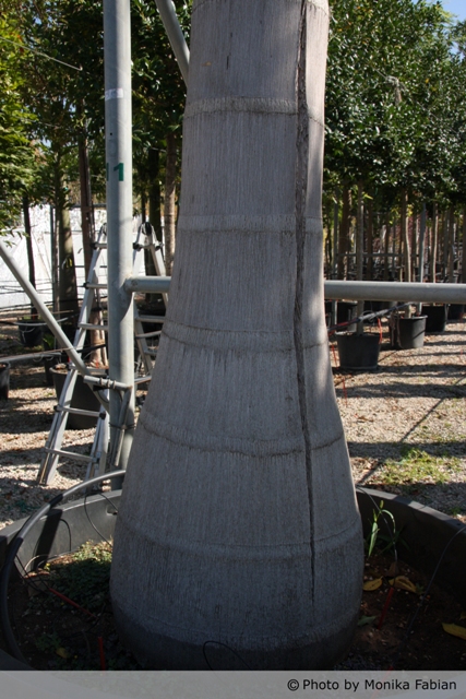 AUB Landscape Plant Database