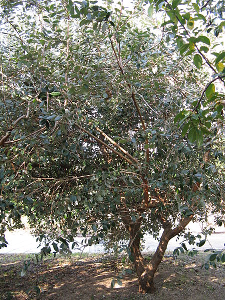 AUB Landscape Plant Database