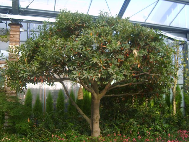 AUB Landscape Plant Database