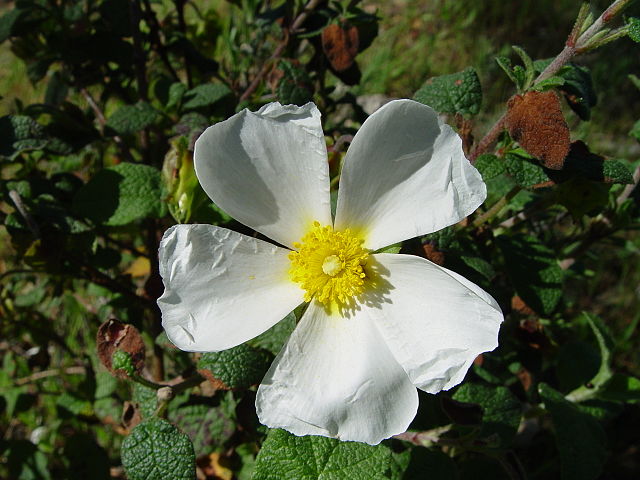 AUB Landscape Plant Database