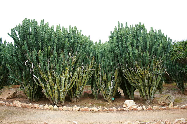 AUB Landscape Plant Database
